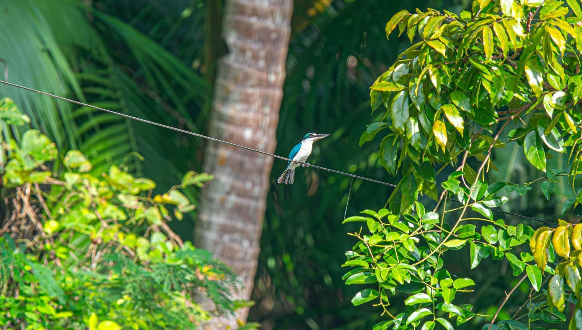 Water To Forest Ecolodge Loboc Exterior foto